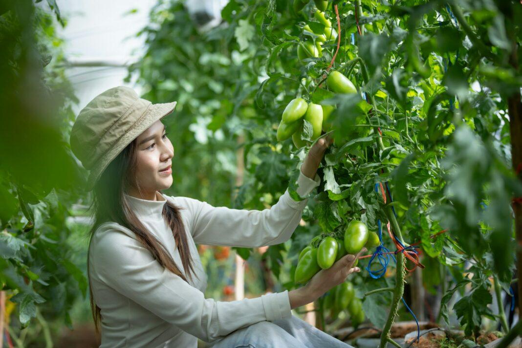 A young woman who owns a tomato garden inspects new varieties.