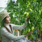 A young woman who owns a tomato garden inspects new varieties.