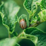 Close Up Of Single Potato Striped Beetle - Leptinotarsa Decemlin