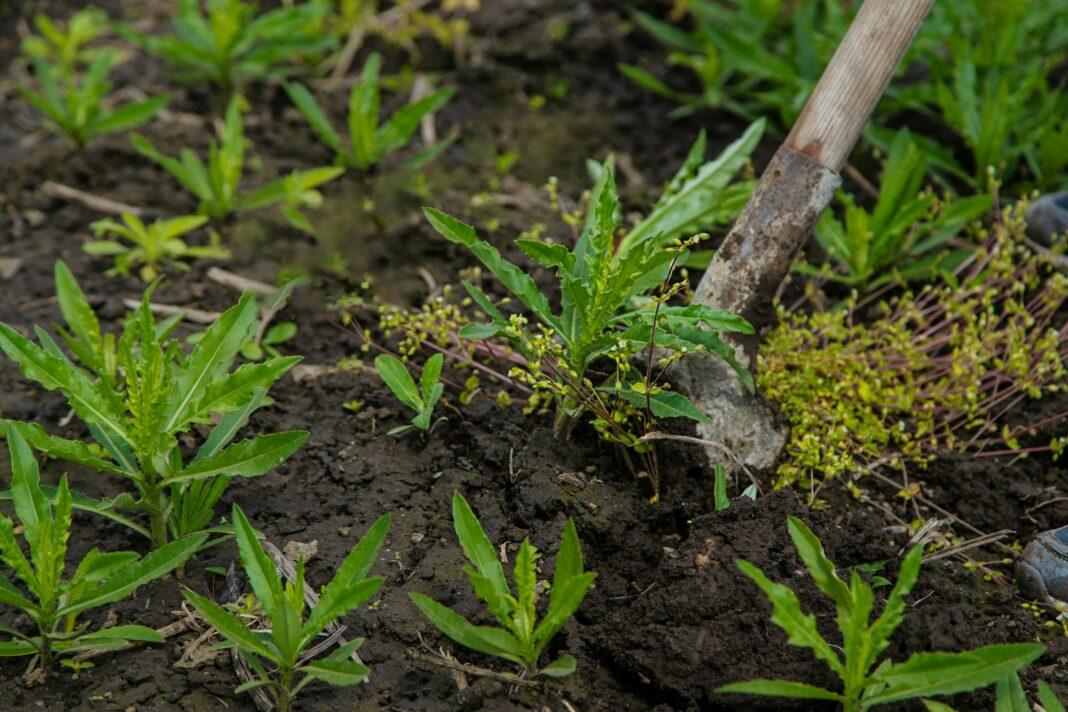 Digging up the weed sow thistle in the garden. Selective focus.