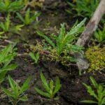 Digging up the weed sow thistle in the garden. Selective focus.