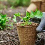 Gardener hands picking and planting vegetable plant in the garden