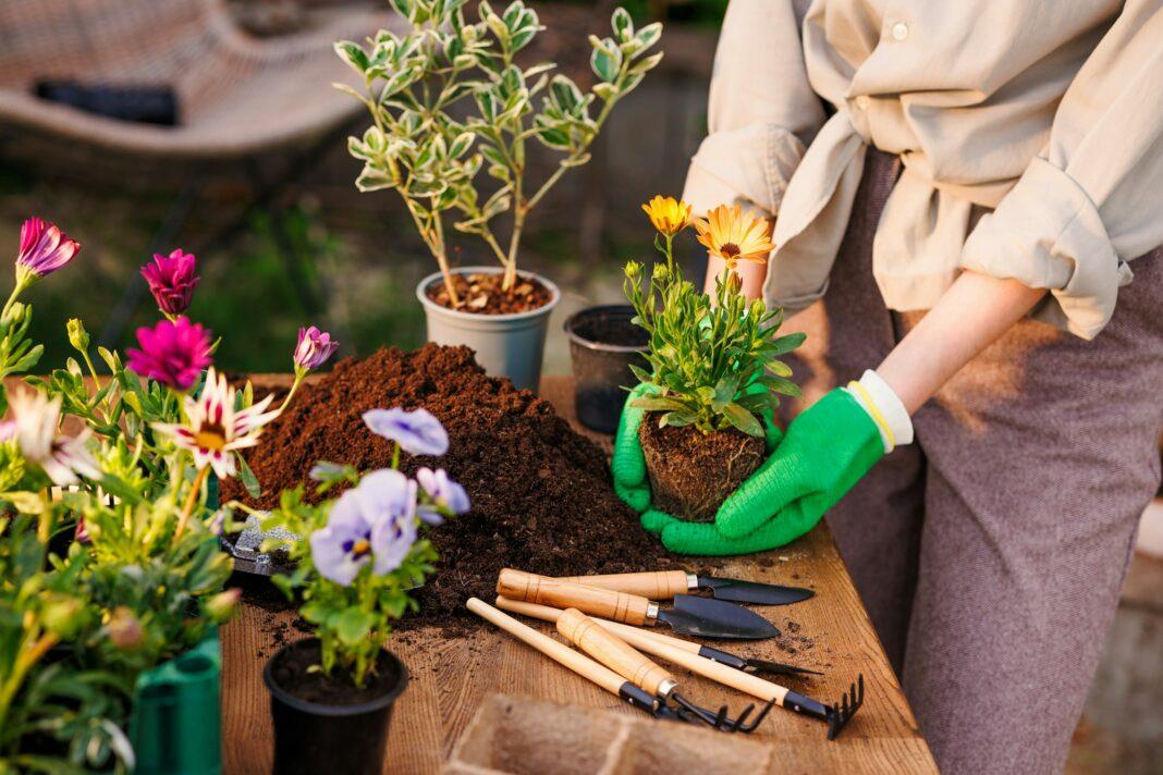 gardener plants flowers in the garden close-up, garden care, gardening concept