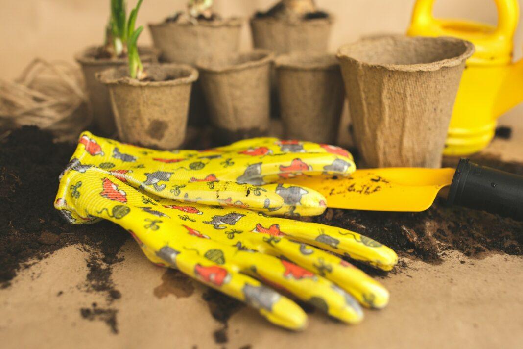 gardening composition with yellow flowers and gardening tools, seedlings and crops