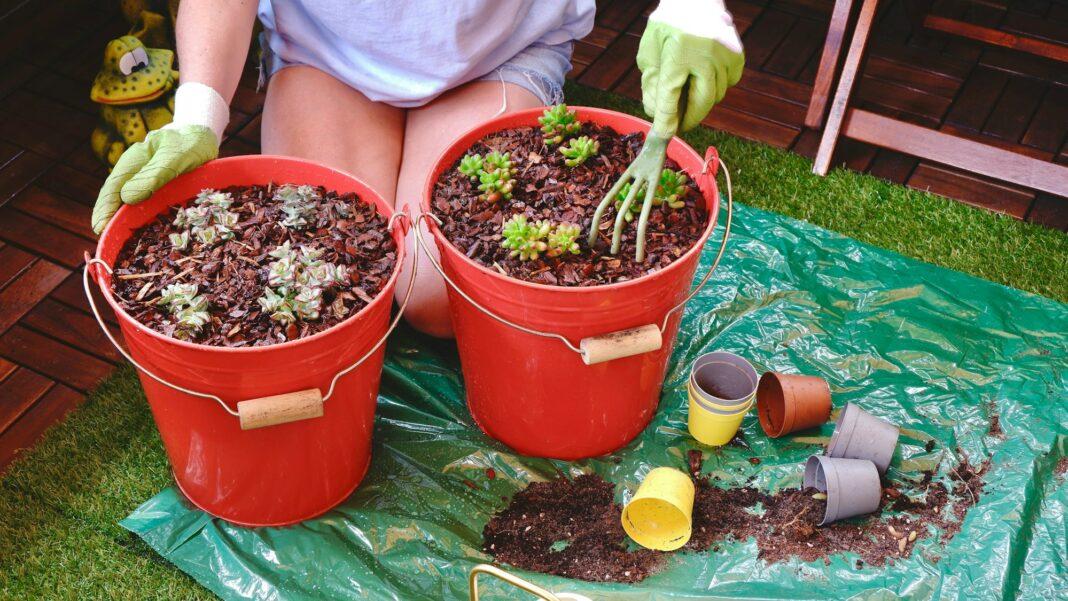 Gardening in the terrace