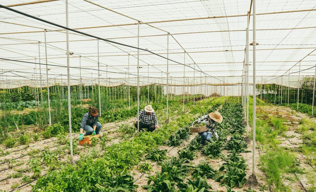 Group of people working inside farm greenhouse picking up organic chard