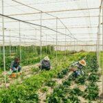 Group of people working inside farm greenhouse picking up organic chard