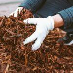 Male hands in gardening gloves, holding wood chips, garden mulch