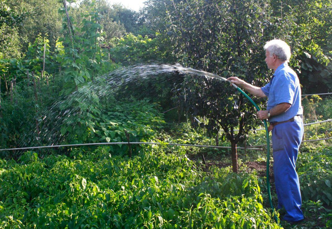 Man farmee watering garden