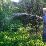 Man farmee watering garden