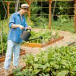 Man watering vegetables at home garden