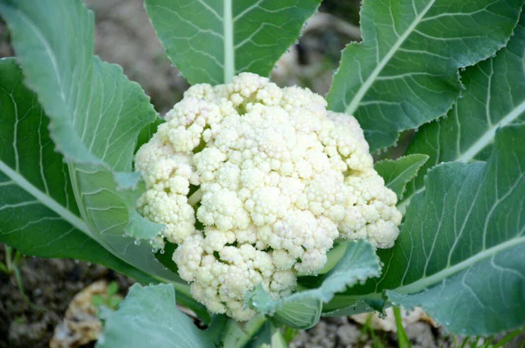 Organic cauliflower plant with green leaves in a garden