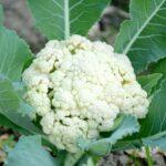 Organic cauliflower plant with green leaves in a garden