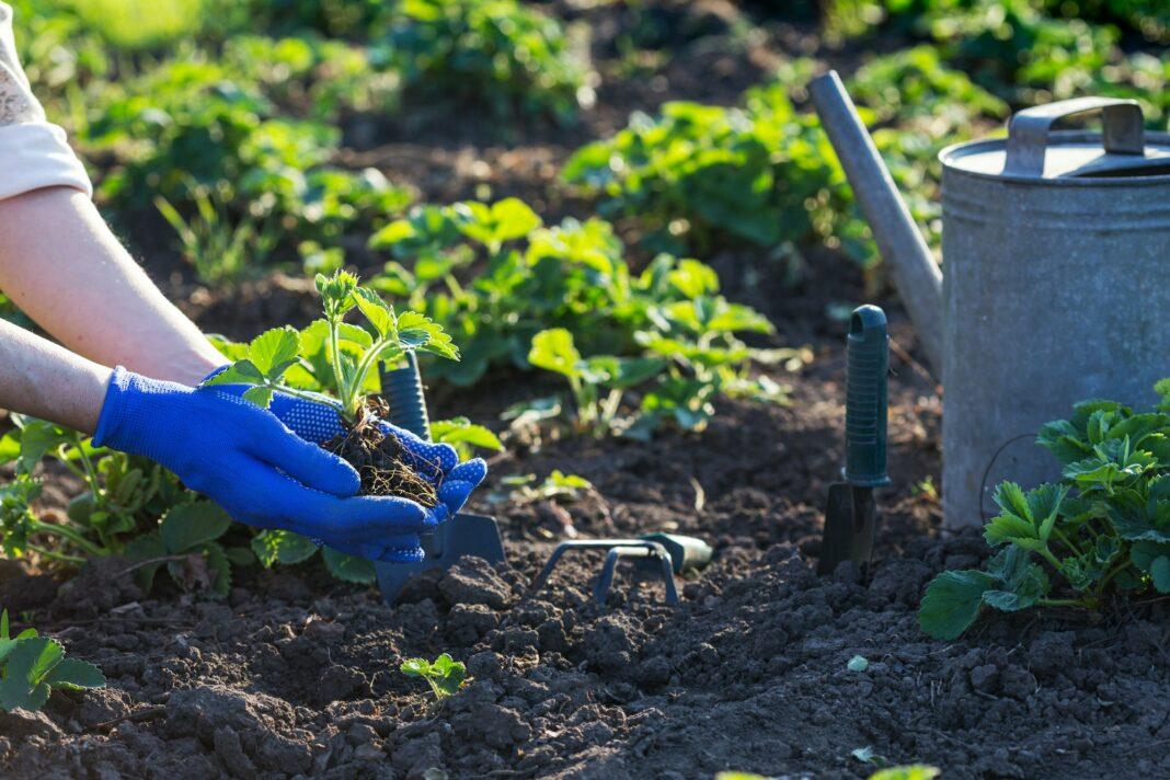 planting strawberries in the garden