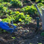 planting strawberries in the garden