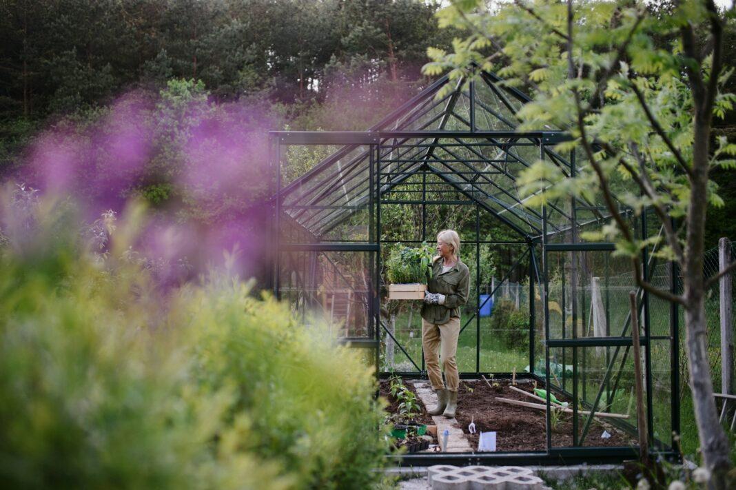 Senior gardener woman carrying crate with plants in greenhouse at garden