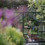 Senior gardener woman carrying crate with plants in greenhouse at garden