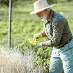 Senior man collecting watercress seeds on the garden