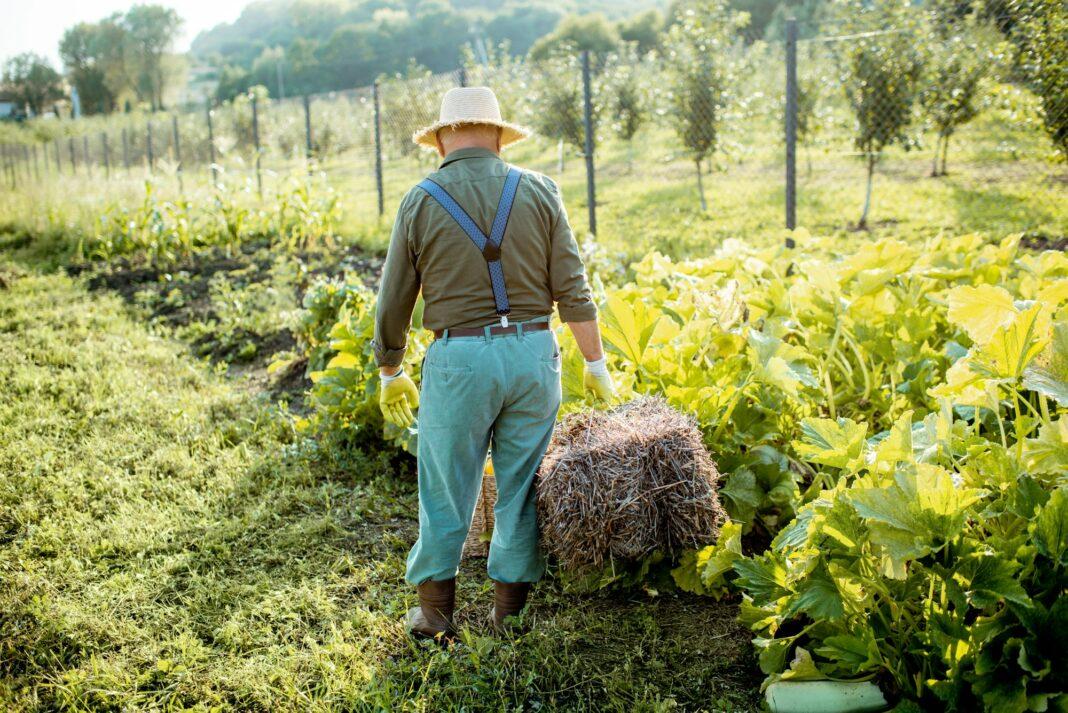 Senior man with hay on the vegetable garden