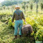 Senior man with hay on the vegetable garden