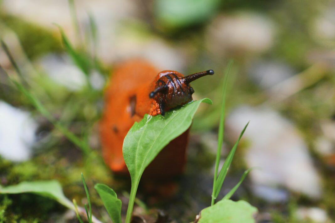 Slug eats green grass