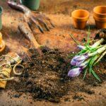 Spring gardening concept - gardening tools with plants, flowerpots and soil