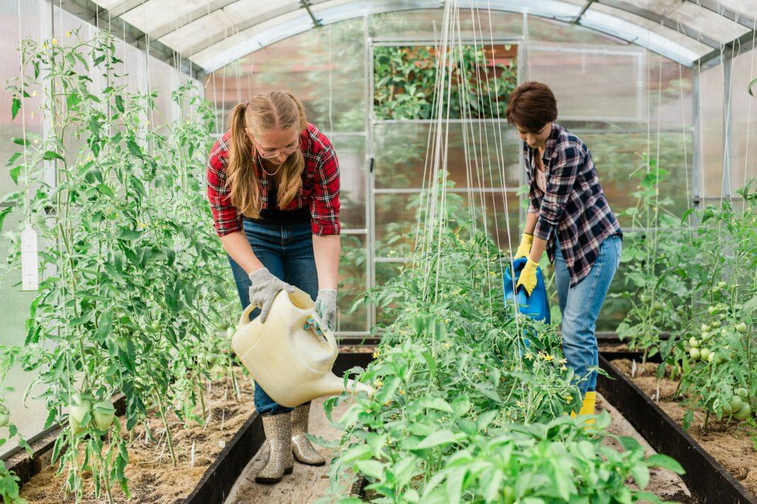 Two women with garden watering can waters plants and green tomatoes, gardening and greenhouse