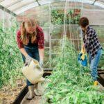 Two women with garden watering can waters plants and green tomatoes, gardening and greenhouse