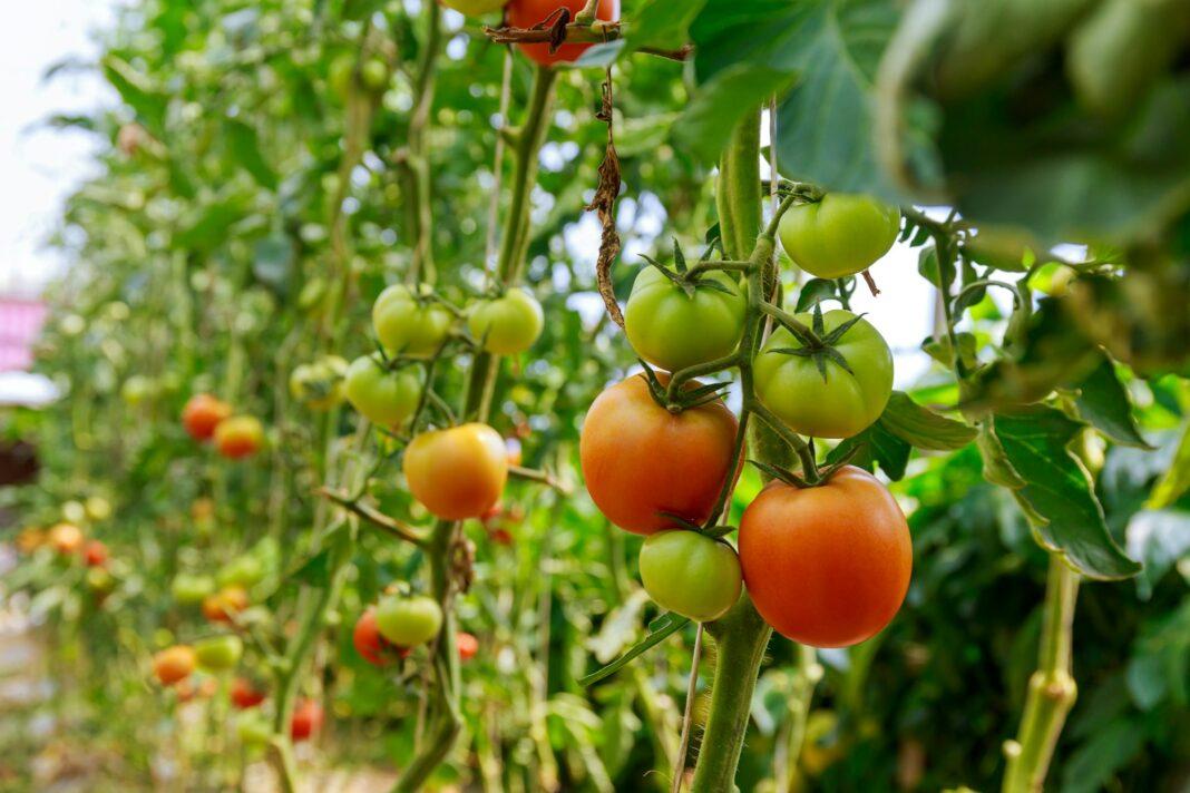 Unripe tomatoes on a bush in greenhouse.