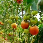 Unripe tomatoes on a bush in greenhouse.