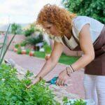 Woman picking mint plant with pruner in bowl, home herbal scented garden