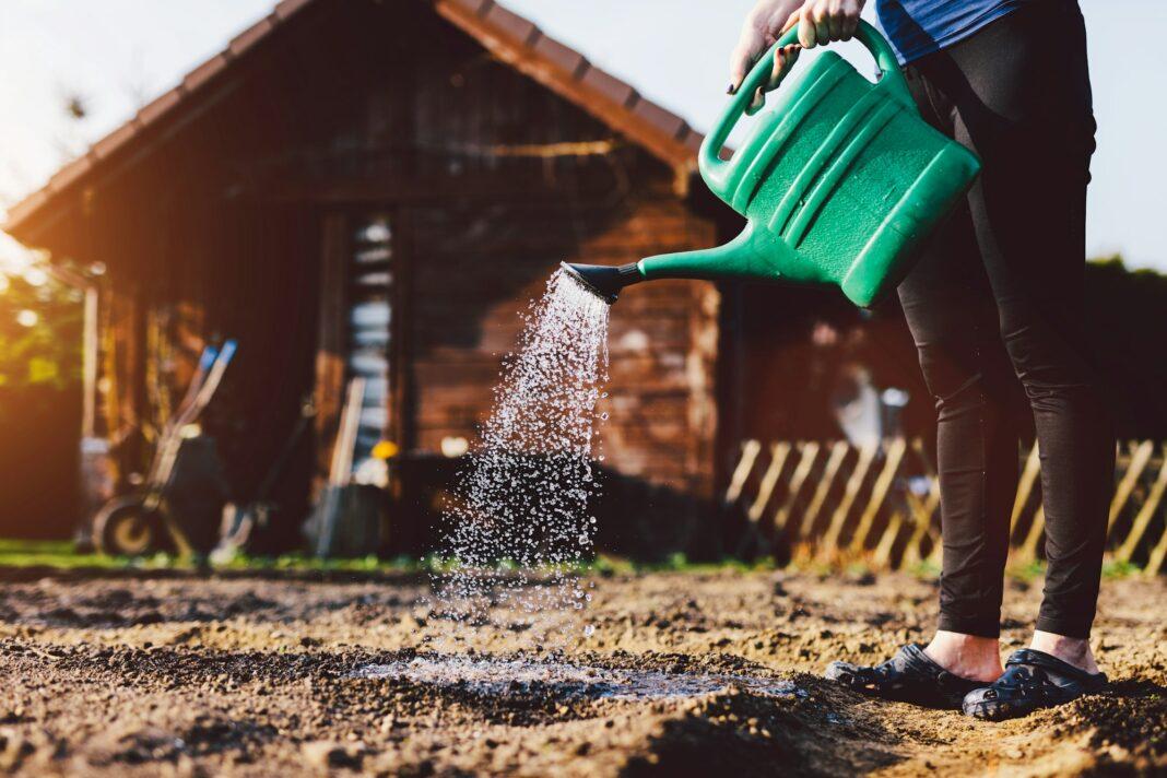 Woman watering garden. Cultivating organic vegetables