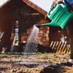 Woman watering garden. Cultivating organic vegetables