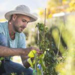 Young man in garden, tending to plants